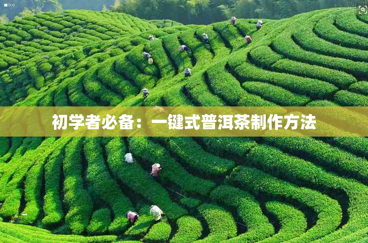 初学者必备：一键式普洱茶制作方法