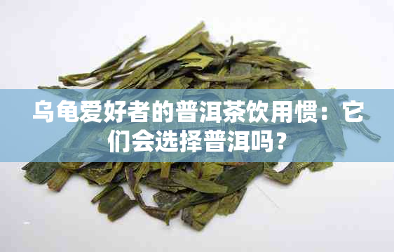 乌龟爱好者的普洱茶饮用惯：它们会选择普洱吗？