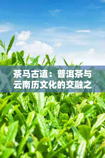 茶马古道：普洱茶与云南历文化的交融之旅