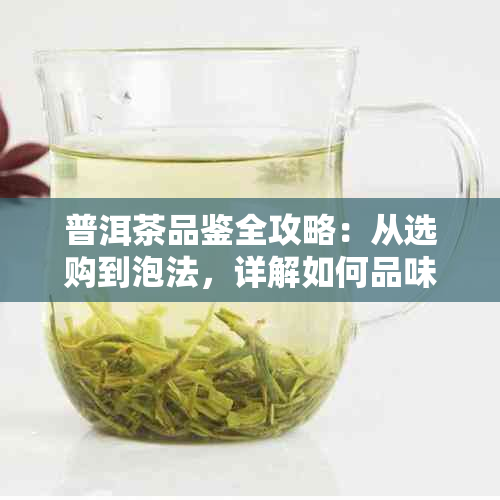 普洱茶品鉴全攻略：从选购到泡法，详解如何品味一杯好茶