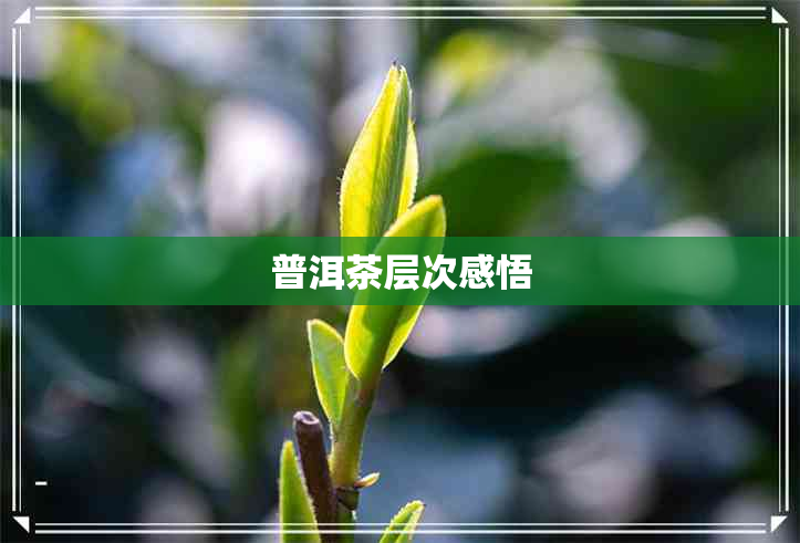 普洱茶层次感悟