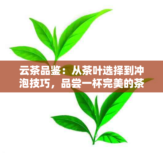 云茶品鉴：从茶叶选择到冲泡技巧，品尝一杯完美的茶香