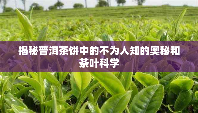 揭秘普洱茶饼中的不为人知的奥秘和茶叶科学