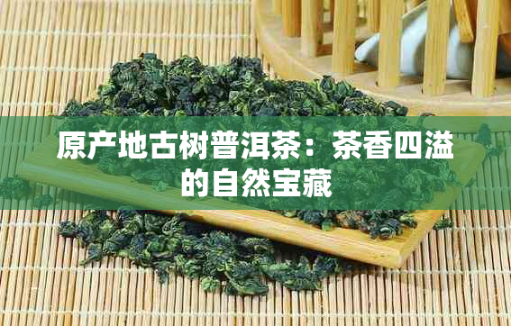 原产地古树普洱茶：茶香四溢的自然宝藏