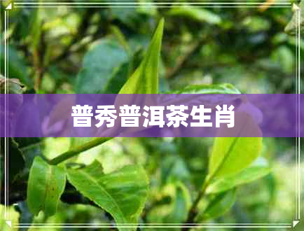 普秀普洱茶生肖