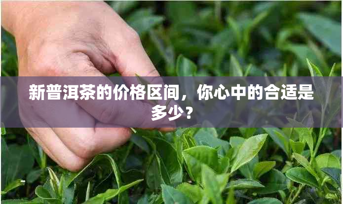 新普洱茶的价格区间，你心中的合适是多少？