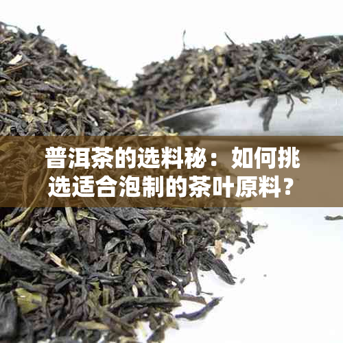 普洱茶的选料秘：如何挑选适合泡制的茶叶原料？