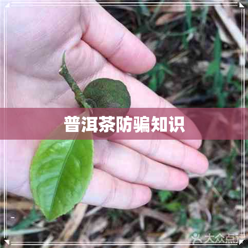 普洱茶防骗知识