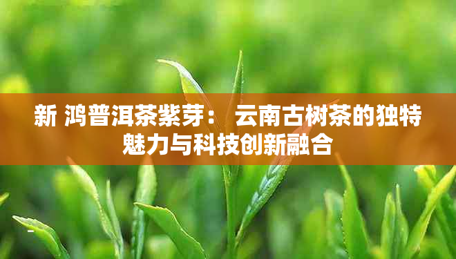 新 鸿普洱茶紫芽： 云南古树茶的独特魅力与科技创新融合