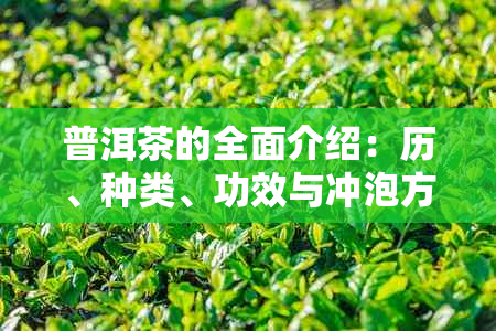 普洱茶的全面介绍：历、种类、功效与冲泡方法