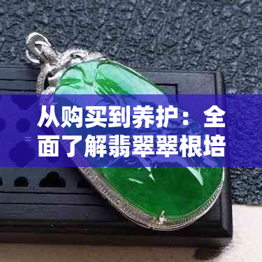 从购买到养护：全面了解翡翠翠根培育时间及如何正确照料