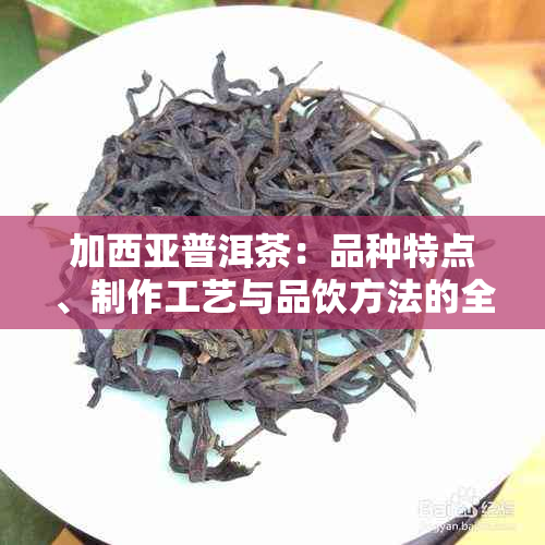 加西亚普洱茶：品种特点、制作工艺与品饮方法的全面解析