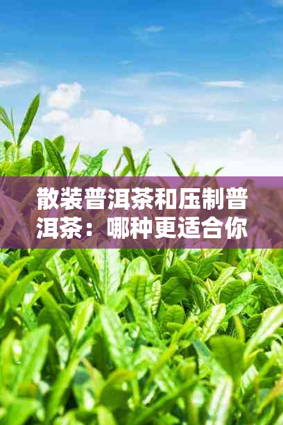 散装普洱茶和压制普洱茶：哪种更适合你的口味？