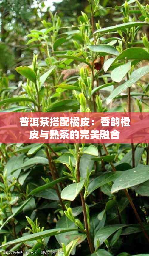 普洱茶搭配橘皮：香韵橙皮与熟茶的完美融合