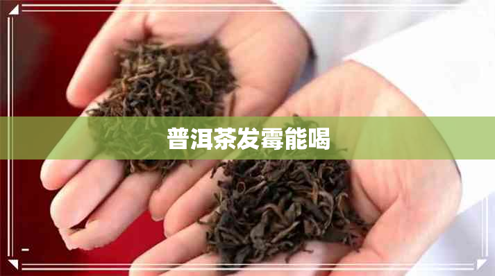 普洱茶发霉能喝