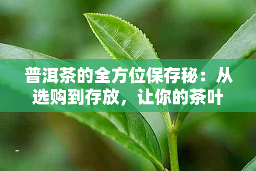 普洱茶的全方位保存秘：从选购到存放，让你的茶叶保持状态