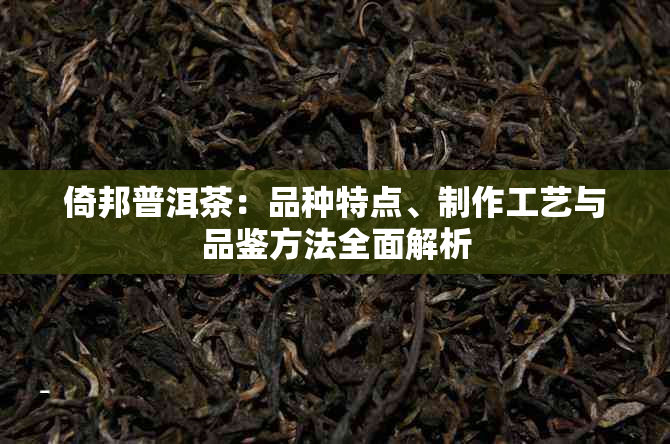 倚邦普洱茶：品种特点、制作工艺与品鉴方法全面解析