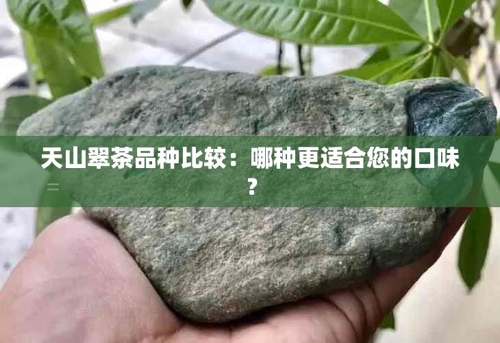 天山翠茶品种比较：哪种更适合您的口味？