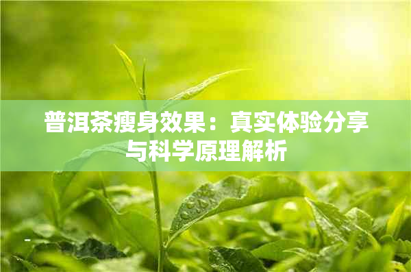 普洱茶瘦身效果：真实体验分享与科学原理解析