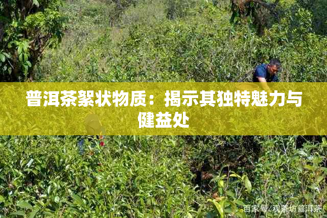 普洱茶絮状物质：揭示其独特魅力与健益处