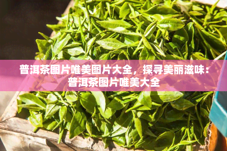 普洱茶图片唯美图片大全，探寻美丽滋味：普洱茶图片唯美大全