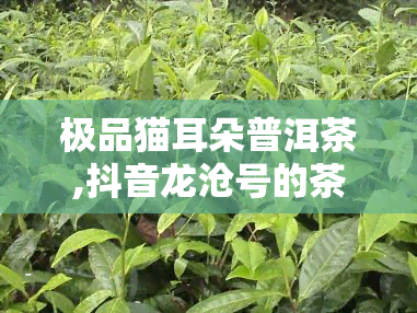 极品猫耳朵普洱茶,抖音龙沧号的茶叶怎么样