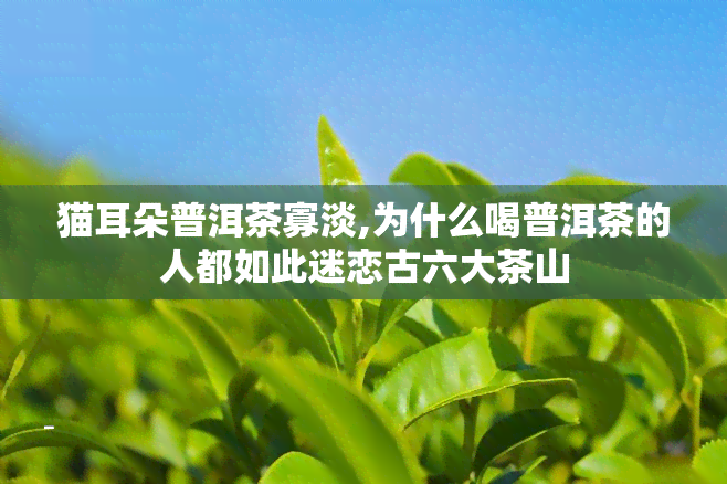 猫耳朵普洱茶寡淡,为什么喝普洱茶的人都如此迷恋古六大茶山