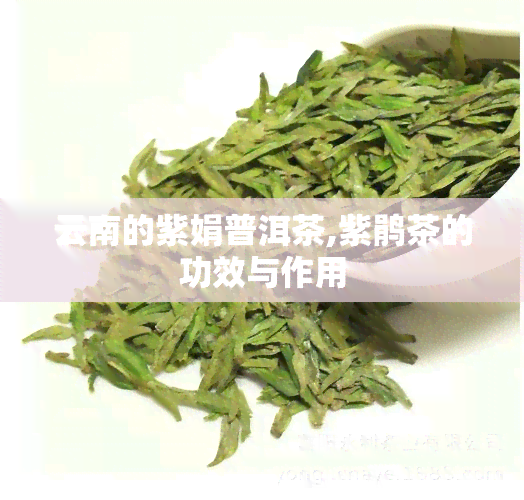 云南的紫娟普洱茶,紫鹃茶的功效与作用