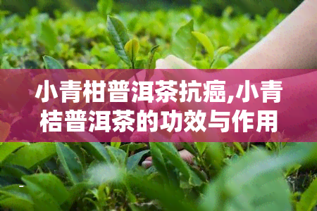 小青柑普洱茶抗癌,小青桔普洱茶的功效与作用及食用方法