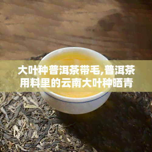 大叶种普洱茶带毛,普洱茶用料里的云南大叶种晒青毛茶指的是