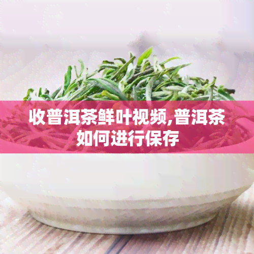 收普洱茶鲜叶视频,普洱茶如何进行保存