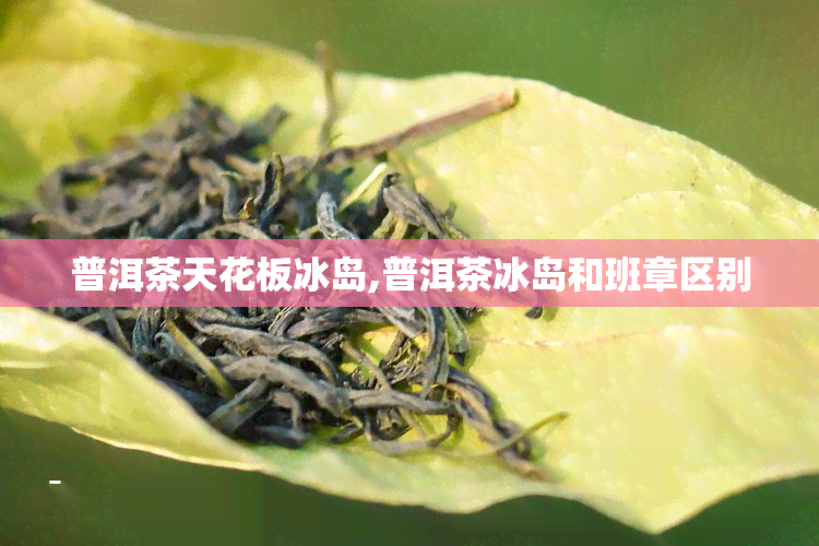 普洱茶天花板冰岛,普洱茶冰岛和班章区别