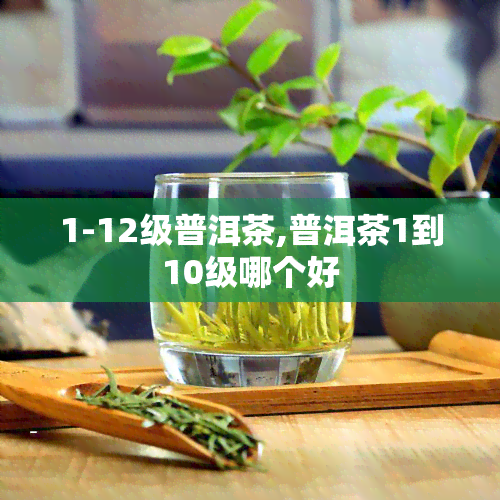 1-12级普洱茶,普洱茶1到10级哪个好