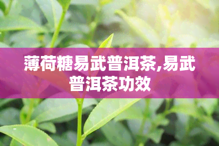 薄荷糖易武普洱茶,易武普洱茶功效