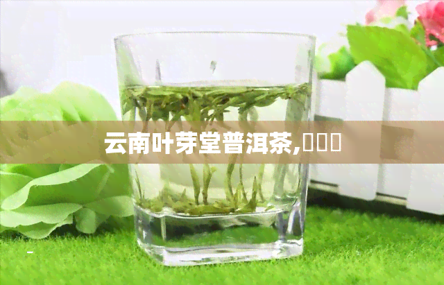 云南叶芽堂普洱茶,Ҷѿն