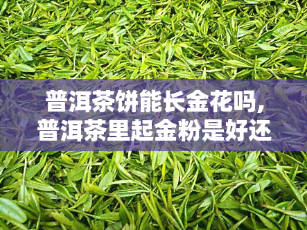 普洱茶饼能长金花吗,普洱茶里起金粉是好还是不好