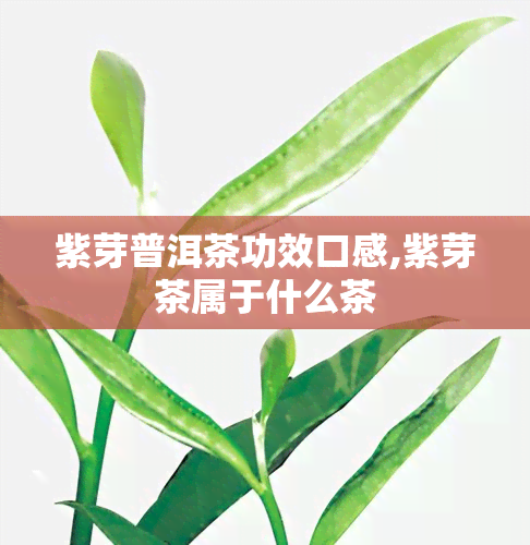 紫芽普洱茶功效口感,紫芽茶属于什么茶