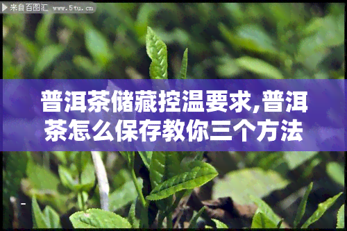 普洱茶储藏控温要求,普洱茶怎么保存教你三个方法