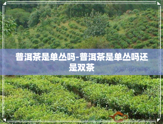 普洱茶是单丛吗-普洱茶是单丛吗还是双茶