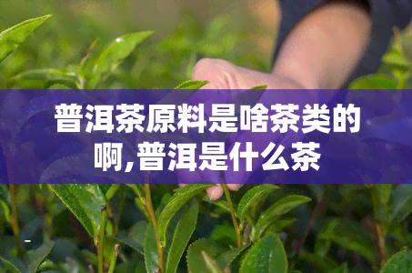 普洱茶原料是啥茶类的啊,普洱是什么茶