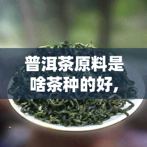 普洱茶原料是啥茶种的好,熟普洱茶是什么茶