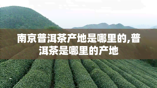 南京普洱茶产地是哪里的,普洱茶是哪里的产地