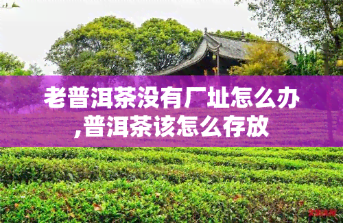 老普洱茶没有厂址怎么办,普洱茶该怎么存放