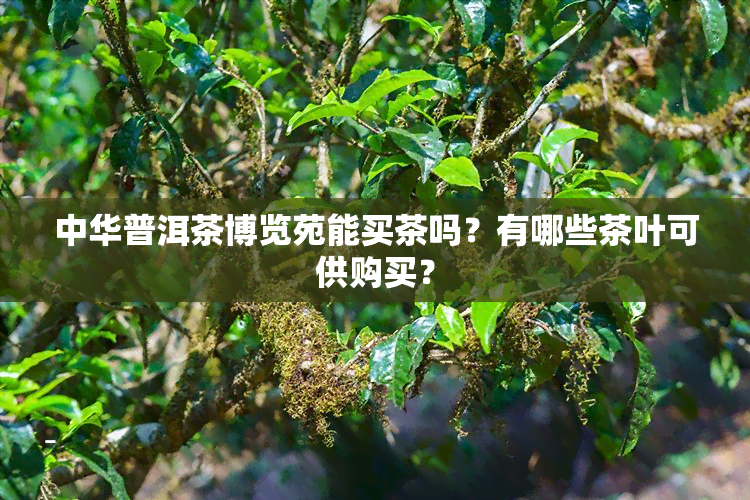 中华普洱茶博览苑能买茶吗？有哪些茶叶可供购买？