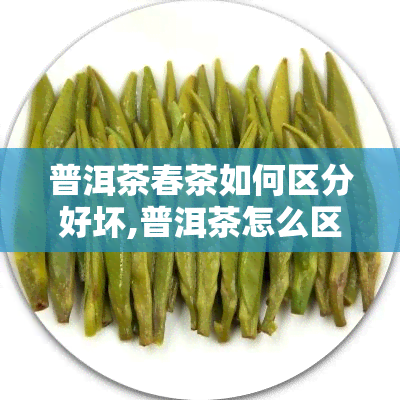 普洱茶春茶如何区分好坏,普洱茶怎么区分好坏