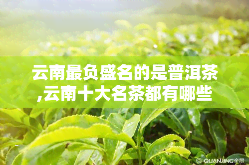 云南最负盛名的是普洱茶,云南十大名茶都有哪些