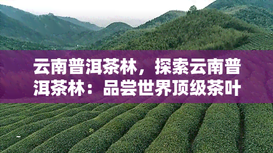 云南普洱茶林，探索云南普洱茶林：品尝世界顶级茶叶的美妙之旅