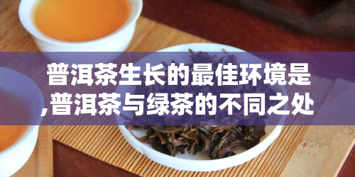 普洱茶生长的更佳环境是,普洱茶与绿茶的不同之处在哪