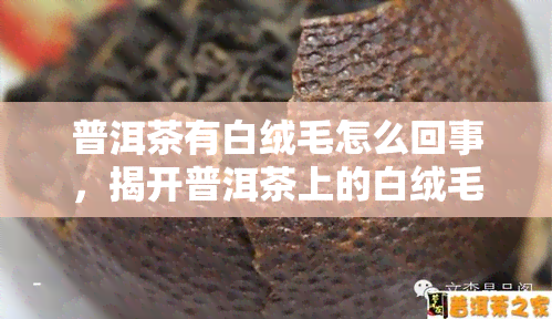 普洱茶有白绒毛怎么回事，揭开普洱茶上的白绒毛之谜