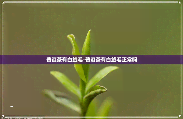 普洱茶有白绒毛-普洱茶有白绒毛正常吗